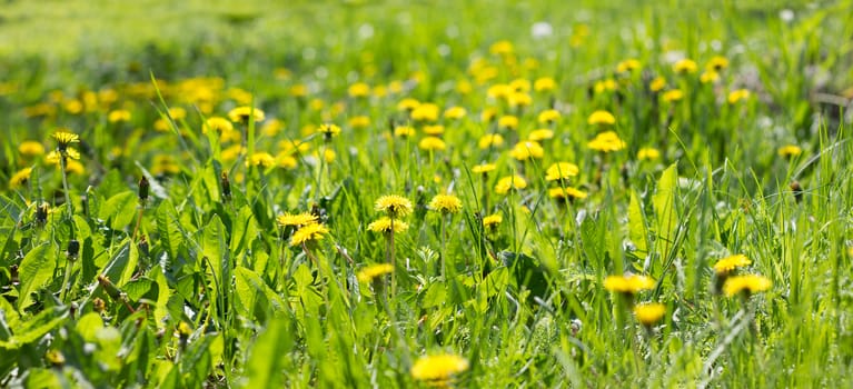 Panorama of the field of yellow dandelions. Yellow wildflowers. Seasonal dandelions, spring season.
