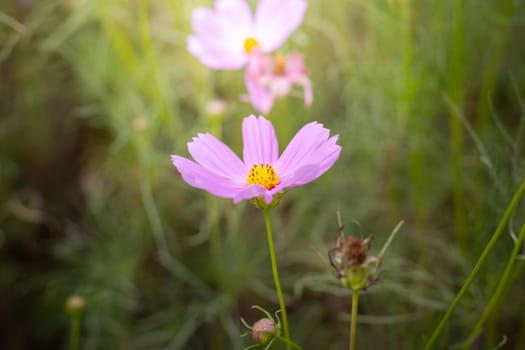 The background image of the colorful flowers, background nature