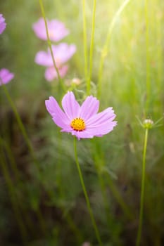 The background image of the colorful flowers, background nature