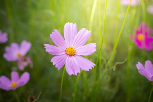 The background image of the colorful flowers, background nature