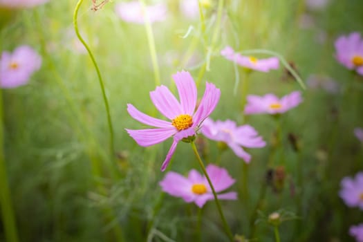 The background image of the colorful flowers, background nature
