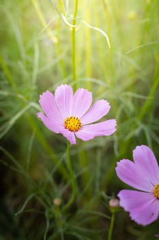 The background image of the colorful flowers, background nature