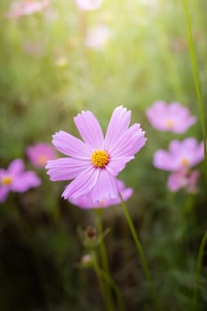 The background image of the colorful flowers, background nature
