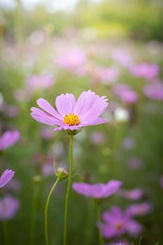 The background image of the colorful flowers, background nature