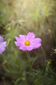 The background image of the colorful flowers, background nature
