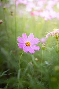 The background image of the colorful flowers, background nature