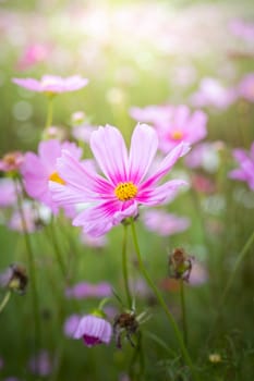 The background image of the colorful flowers, background nature