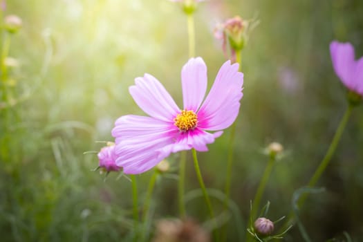 The background image of the colorful flowers, background nature