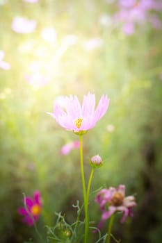 The background image of the colorful flowers, background nature