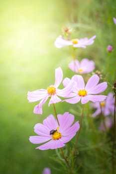 The background image of the colorful flowers, background nature