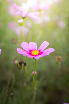 The background image of the colorful flowers, background nature