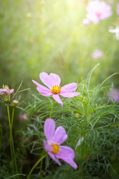 The background image of the colorful flowers, background nature