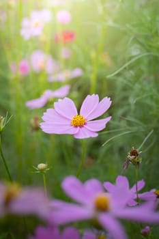 The background image of the colorful flowers, background nature