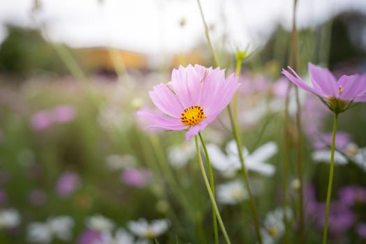 The background image of the colorful flowers, background nature