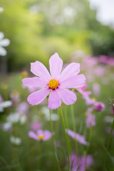 The background image of the colorful flowers, background nature