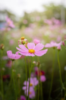 The background image of the colorful flowers, background nature