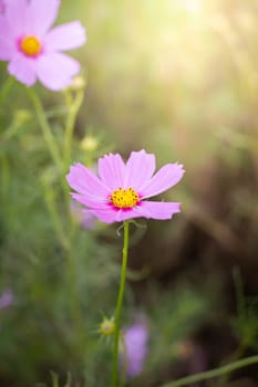 The background image of the colorful flowers, background nature