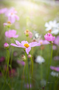 The background image of the colorful flowers, background nature