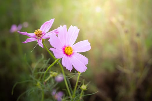 The background image of the colorful flowers, background nature