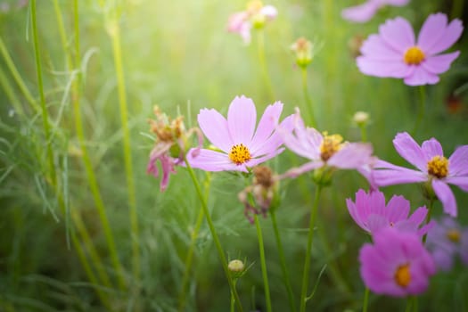 The background image of the colorful flowers, background nature