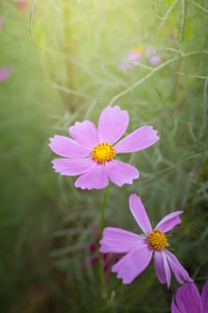 The background image of the colorful flowers, background nature