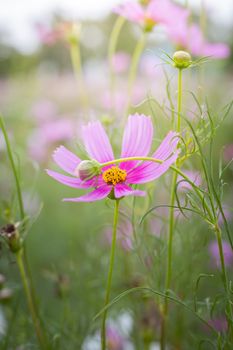 The background image of the colorful flowers, background nature