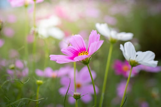 The background image of the colorful flowers, background nature