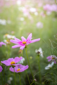 The background image of the colorful flowers, background nature