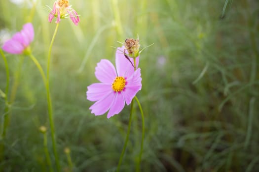 The background image of the colorful flowers, background nature