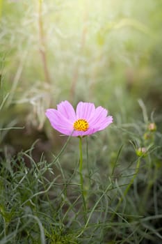 The background image of the colorful flowers, background nature