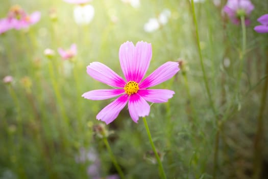 The background image of the colorful flowers, background nature