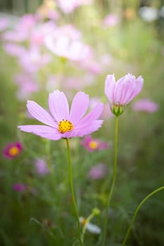 The background image of the colorful flowers, background nature
