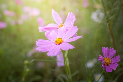 The background image of the colorful flowers, background nature