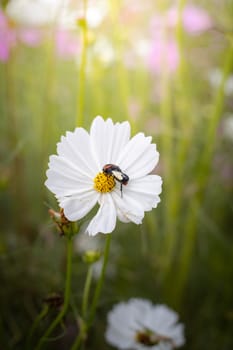 The background image of the colorful flowers, background nature