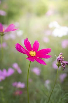 The background image of the colorful flowers, background nature