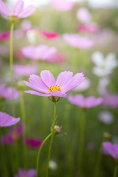The background image of the colorful flowers, background nature
