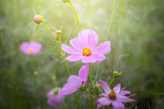 The background image of the colorful flowers, background nature