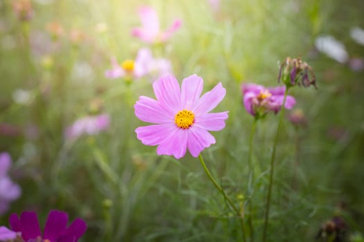 The background image of the colorful flowers, background nature