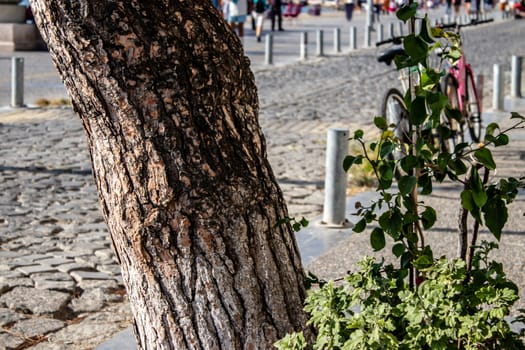 a tree root from an urban street at izmir. photo has taken at izmir/turkey