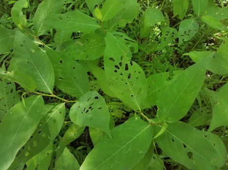 green leaves with holes in them from insects eating