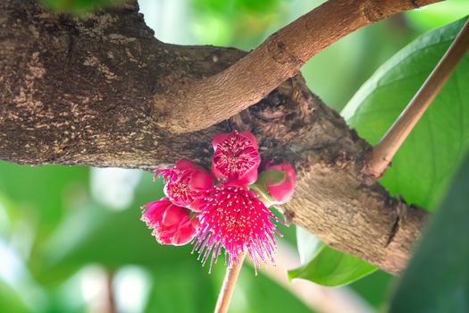pink flower of Malay rose apple which is the tropical fruit. The scientific name is Syzygium malaccense