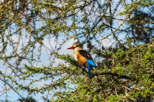 Grey-headed Kingfisher on an acacia branch in Samburu Park in central Kenya