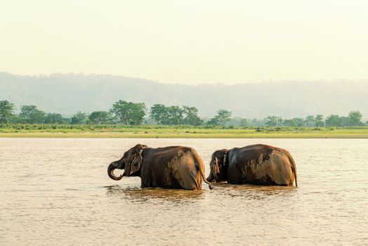 Two elephants bathing in the Gandak river at sunset in Chitwan national park, Nepal
