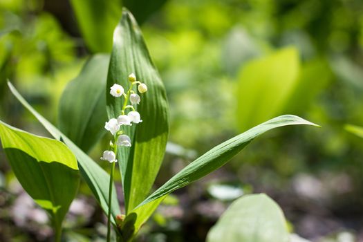 forest lilies of the valley in spring. Fragile forest flowers. Seasonal flowers.