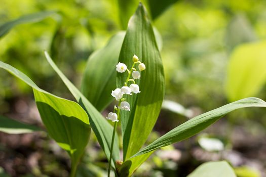 forest lilies of the valley in spring. Fragile forest flowers. Seasonal flowers.