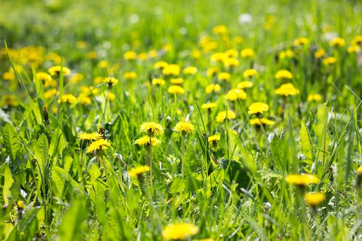 Field of yellow dandelions close-up. Yellow wildflowers. Seasonal dandelions, spring season.