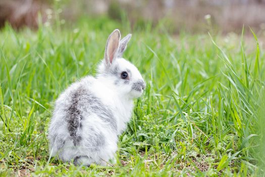 White fluffy rabbit on green grass. Easter Bunny. Little beautiful hare on a green meadow.