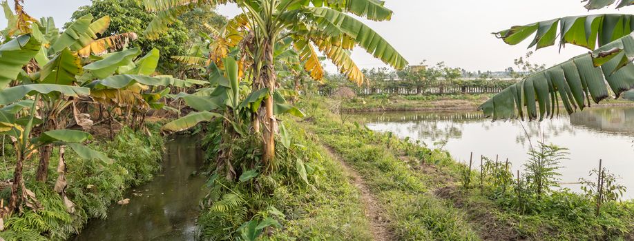 Panorama view rural banana farm in countryside of Vietnam with pond and creek to provide water for tree and raise organic fishes