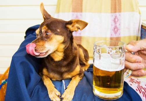 Funny cute dog with a beer, which offers its owner. Humor.