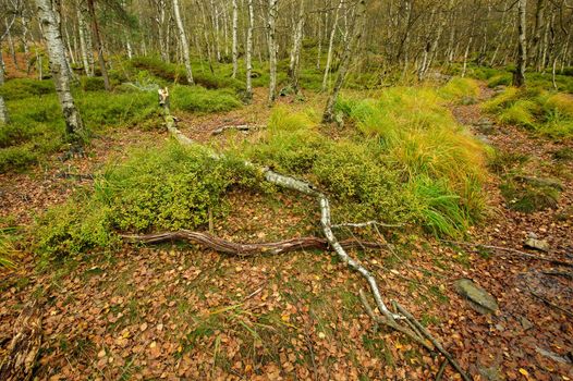 Autumn landscape - rocks, forests - all beautifully colored